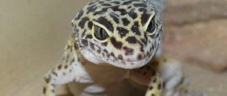 Spotted leopard gecko