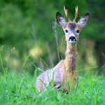 European roe deer (Capreоlus capreоlus).