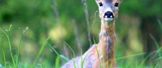 European roe deer (Capreоlus capreоlus).