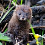 European mink