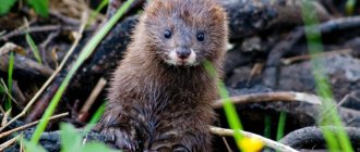 European mink