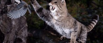 european wild forest cat