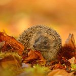 hedgehog in autumn leaves