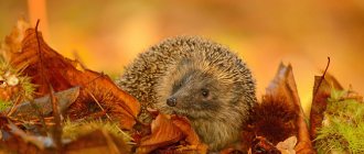 hedgehog in autumn leaves