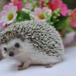 Hedgehog