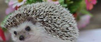 Hedgehog