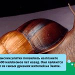 fact about the Achatina snail