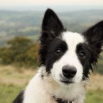 Border Collie Facts