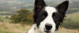 Border Collie Facts