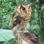 Fraser&#39;s eagle owl