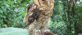 Fraser&#39;s eagle owl