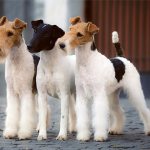 Fox Terriers