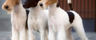 Fox Terriers