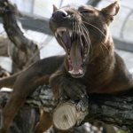 fossa animal