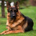 Photo of a German Shepherd