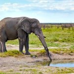 Photo: African elephant