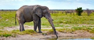 Photo: African elephant