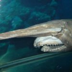 Photo: Goblin Shark