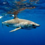 Photo: Mako Shark