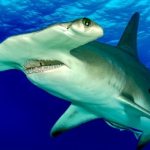 Photo: Hammerhead Shark