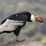 Photo: Andean condor