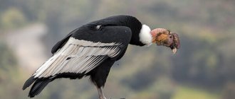 Photo: Andean condor