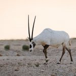 Photo: Arabian Oryx