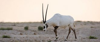 Photo: Arabian Oryx