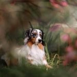 photo of Australian Shepherd