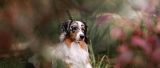 photo of Australian Shepherd