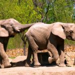 Photo: Asian Indian elephants