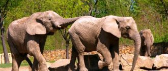 Photo: Asian Indian elephants