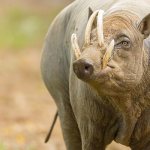 Photo: Babirussa