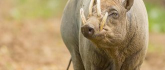 Photo: Babirussa