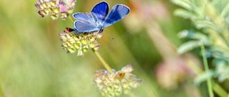 Photo: Blue butterfly