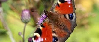 Photo: Peacock butterfly