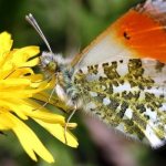 Photo: Dawn butterfly