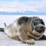 Photo: Baikal seal calf