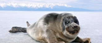 Photo: Baikal seal calf