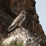 Photo: Saker Falcon