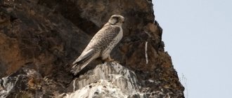 Photo: Saker Falcon