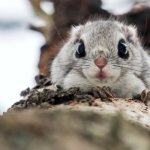 Photo: Flying squirrel