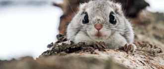 Photo: Flying squirrel