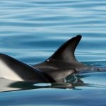 Photo: White-faced dolphin