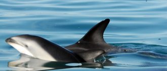 Photo: White-faced dolphin