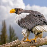 Photo: Steller&#39;s sea eagle