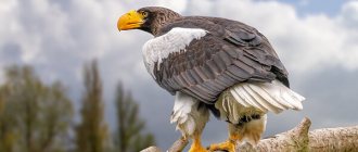 Photo: Steller&#39;s sea eagle