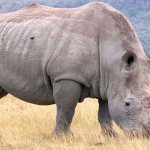 Photo: White Rhino