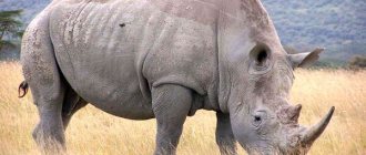 Photo: White Rhino