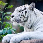 Photo: White Tiger